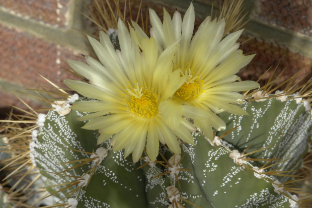 Astrophytum ornatum