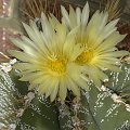 Astrophytum ornatum