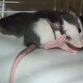 szczurki 2 kwietnia #szczur #szczury #szczurki