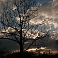 zachód #przyroda #drzewo #jesion #ZachódSłońca #roślina #niebo
