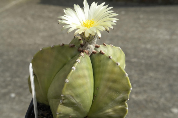 Astrophytum myriostigma v. nudum