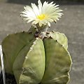 Astrophytum myriostigma v. nudum