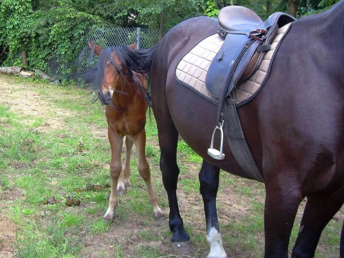 blisko mamusi :) #koń #konie #źrebak #źrebię