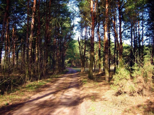 Droga leśna jesienią Ostrołęka 2006r.