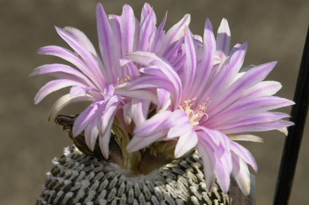 Turbinicarpus pseudopectinatus