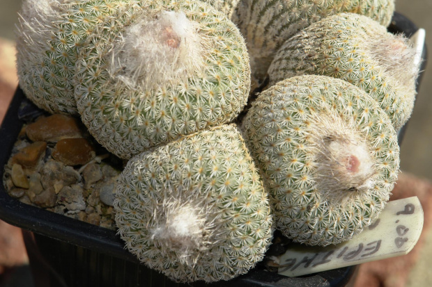 Epithelantha micromeris