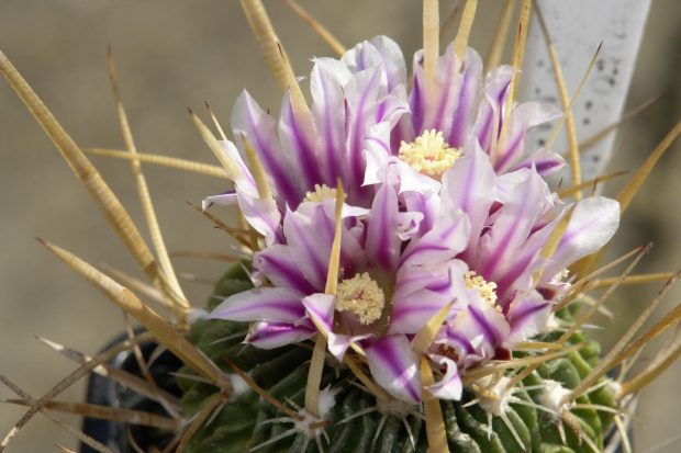 Stenocactus