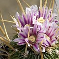 Stenocactus