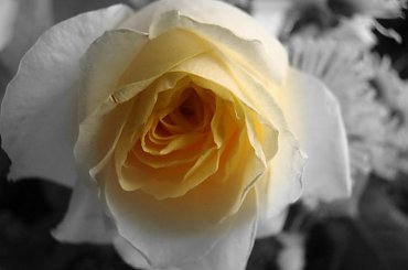 #łąka #rośliny #wiaty #drzewa