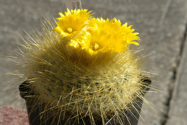 Parodia chrysacantion