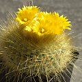 Parodia chrysacantion