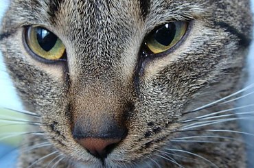 #kot #kotek #kotki #koty #koteczek #kicio #kotka #tiger