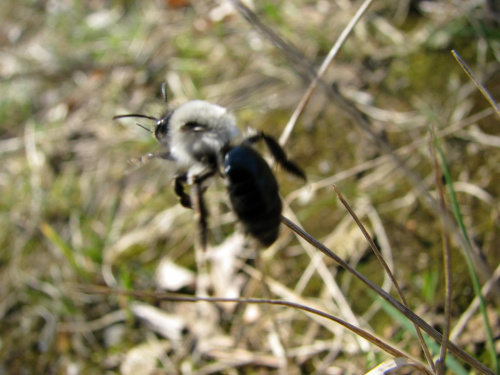 owad pszczoło podobny #przyroda #natura #zwierzęta #owady #makrofotografia