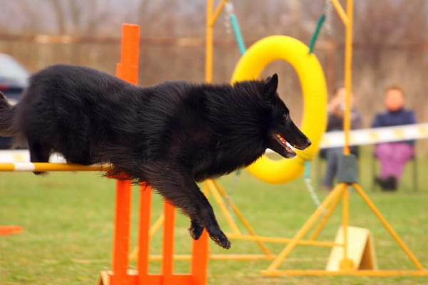 Agility Płock Zawody 5-6.04.2008 Psy