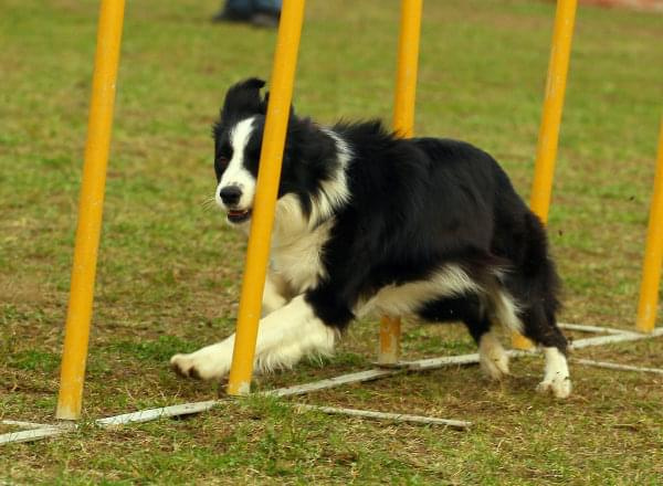 Zawody Agility Płock 5-6.04.2008 Psy