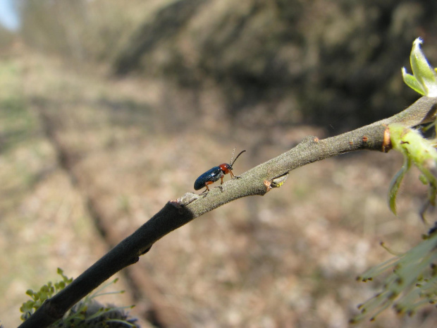 owad #przyroda #natura #zwierzęta #owady #makrofotografia