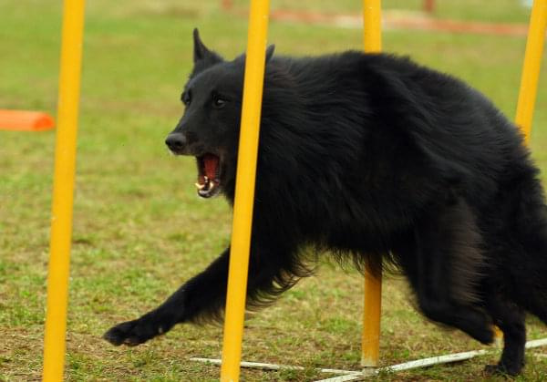 Agility Płock Zawody 5-6.04.2008 Psy