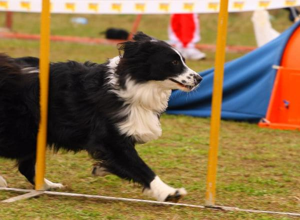 agility płock zawody 5-6.04.2008 psy