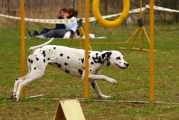 Agility Płock Zawody 5-6.04.2008 Psy