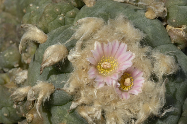 Lophophora williamsii