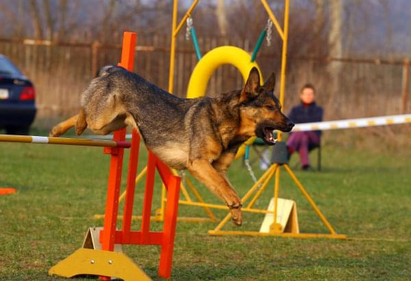 Zawody Agility Płock 5-6.04.2008 Psy