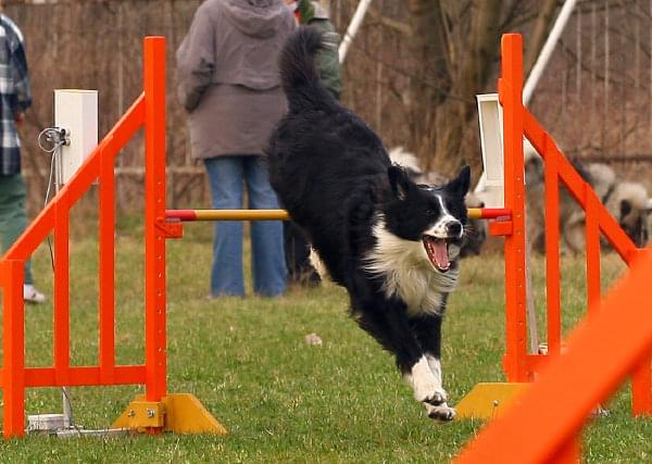 Agility Płock Zawody 5-6.04.2008 Psy