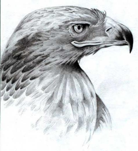glowa orzel