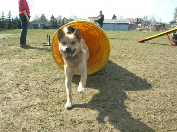 Trening agility Cavano 2008-04-13