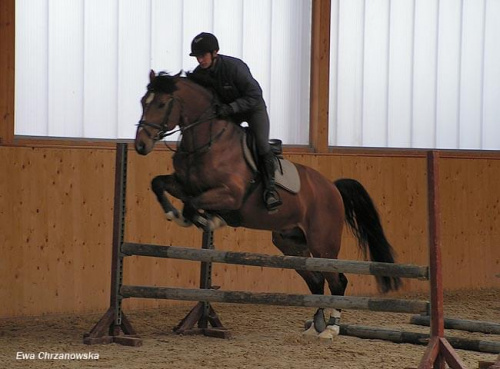 08.04.2008 Łomnica II trening konie na padoku, koty