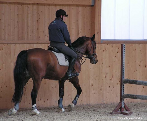 08.04.2008 Łomnica II trening konie na padoku, koty