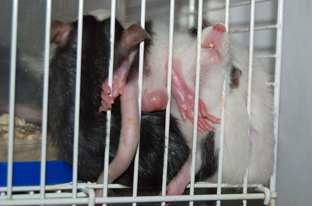 5-tygodniowe szczuraski z rodzicami #szczur #szczury #szczurki