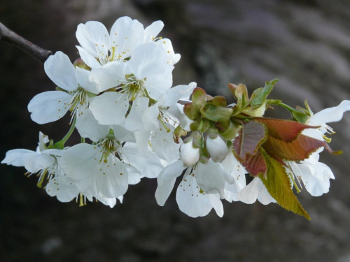 Wiosna :) #kwiatek #natura #wiosna