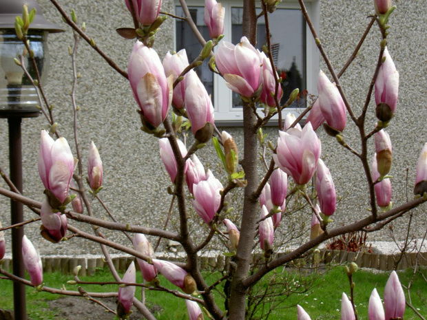 Magnolia #wiosna