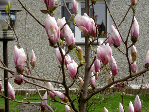 Magnolia #wiosna