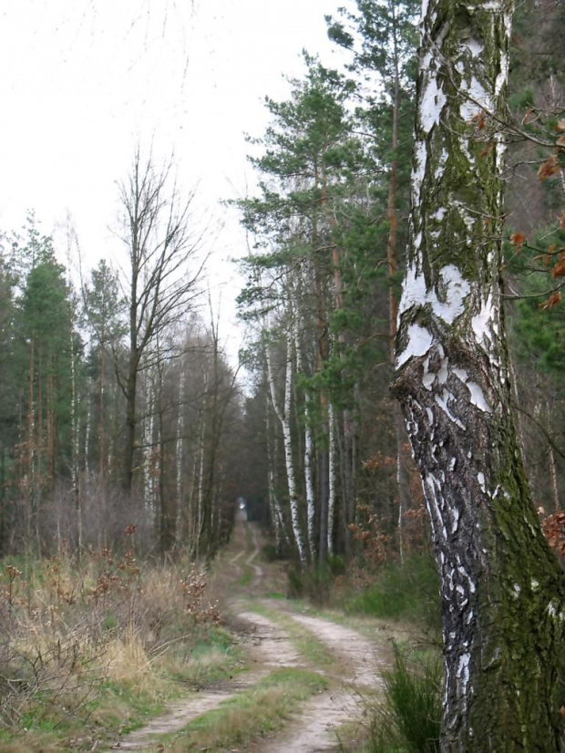 Gdzieś w lesie na terenie Nadleśnictwa Kaletnik gm. Koluszki #Koluszki #las #Nadleśnictwo #Brzeziny #Kaletnik