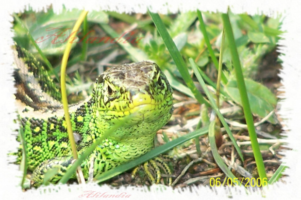 To chyba jaszczurka zwinka? #jaszczurka #fauna #natura