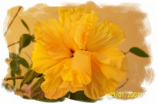 róża chińska żółta #kwiat #RóżaChińskaŻółta