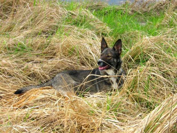 Odpoczynek w trawie