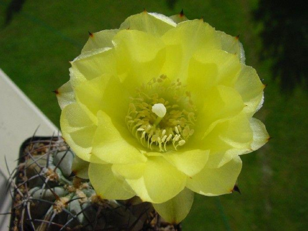 Acanthocalycium glaucum