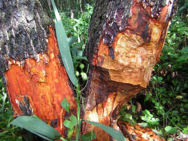 śladem bobra w spalskim parku krajobrazowym #bóbr #zwierzęta #natura #las #woda