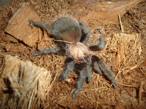 Brachypelma ruhnaui