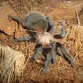 Brachypelma ruhnaui