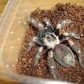 Brachypelma auratum