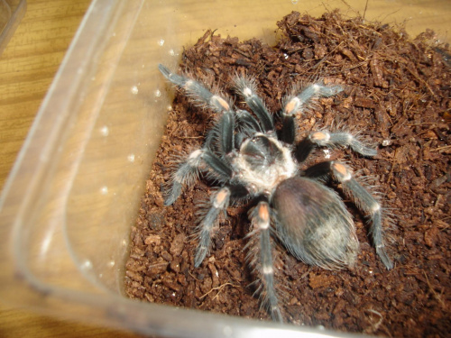 Brachypelma auratum