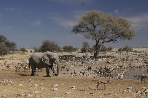 Namibia,wodopoj #Slon #zwirzeta #afryka #wodopoj #OczkoWodne