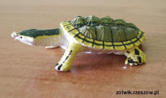 żółwik #żółw #żółwik #kolekcja