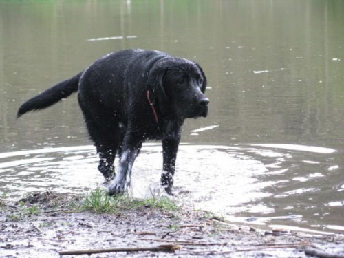 spotkanie labradorow szczecin forum www.labradory.org #szczecin #labrador #spotkanie #pies