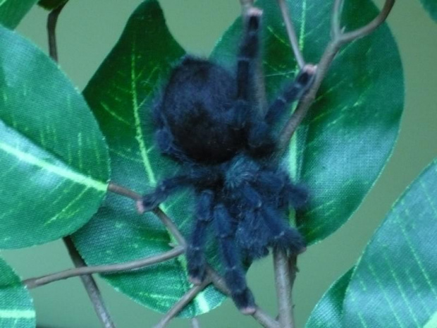 Avicularia