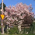 2008 wiosna #WiosnaKwiatyOgród