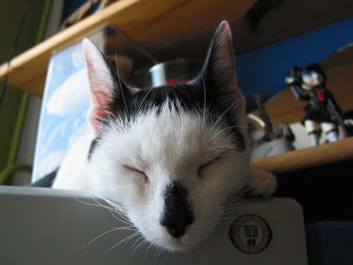 NoWay - kotka domowa, kwiecień 2008r. #KotKotkaDomowaKoty